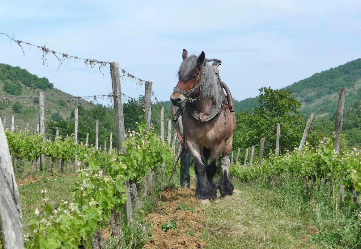 Domaine d'Engraviès labour à cheval