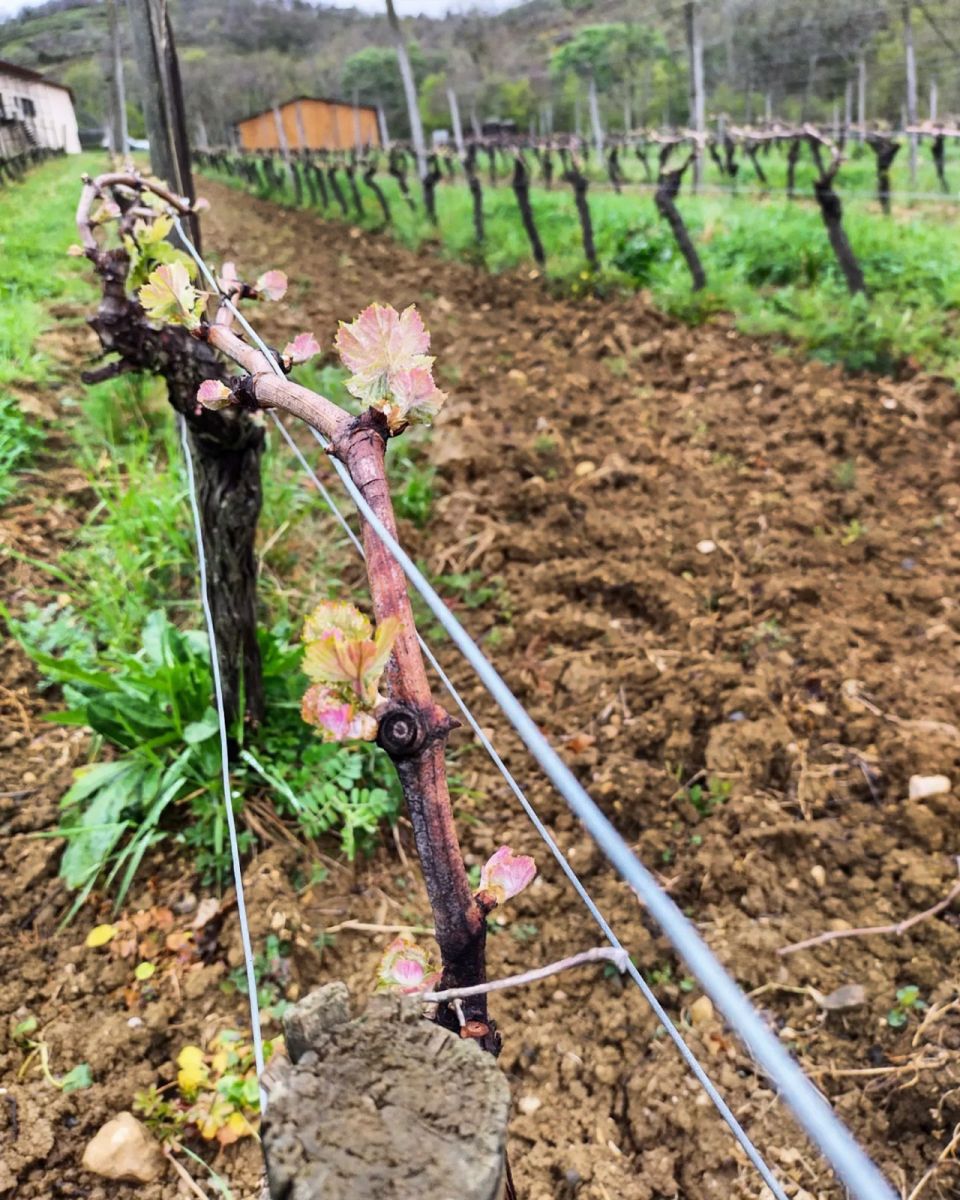 Domaine d'Engraviès palissage des vignes