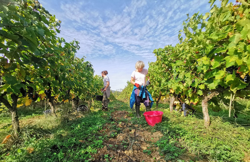 Domaine d'Engraviès vendanges à la main
