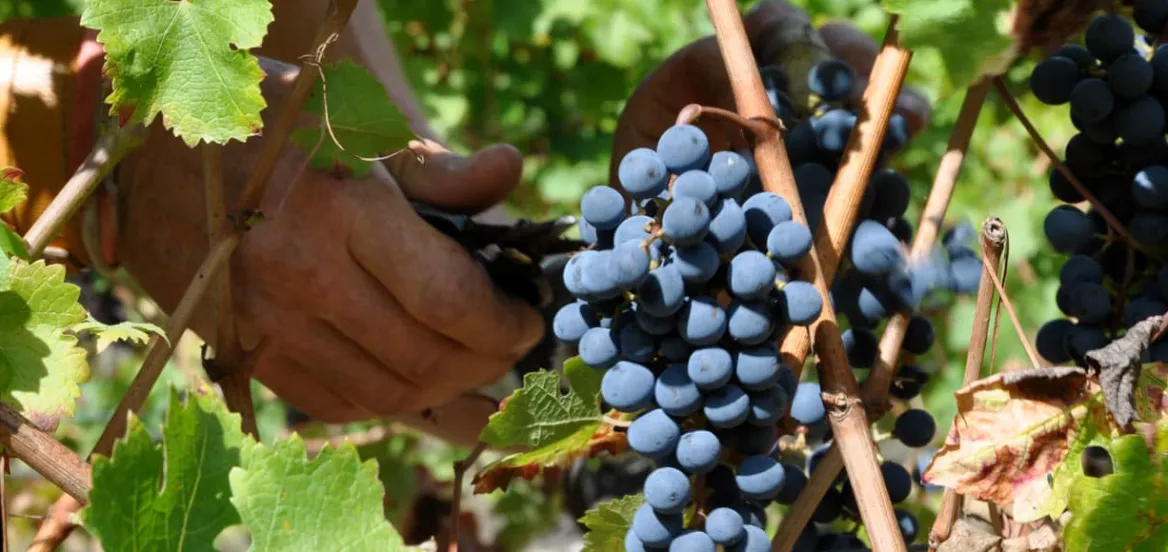 Domaine d'Engraviès Vendanges