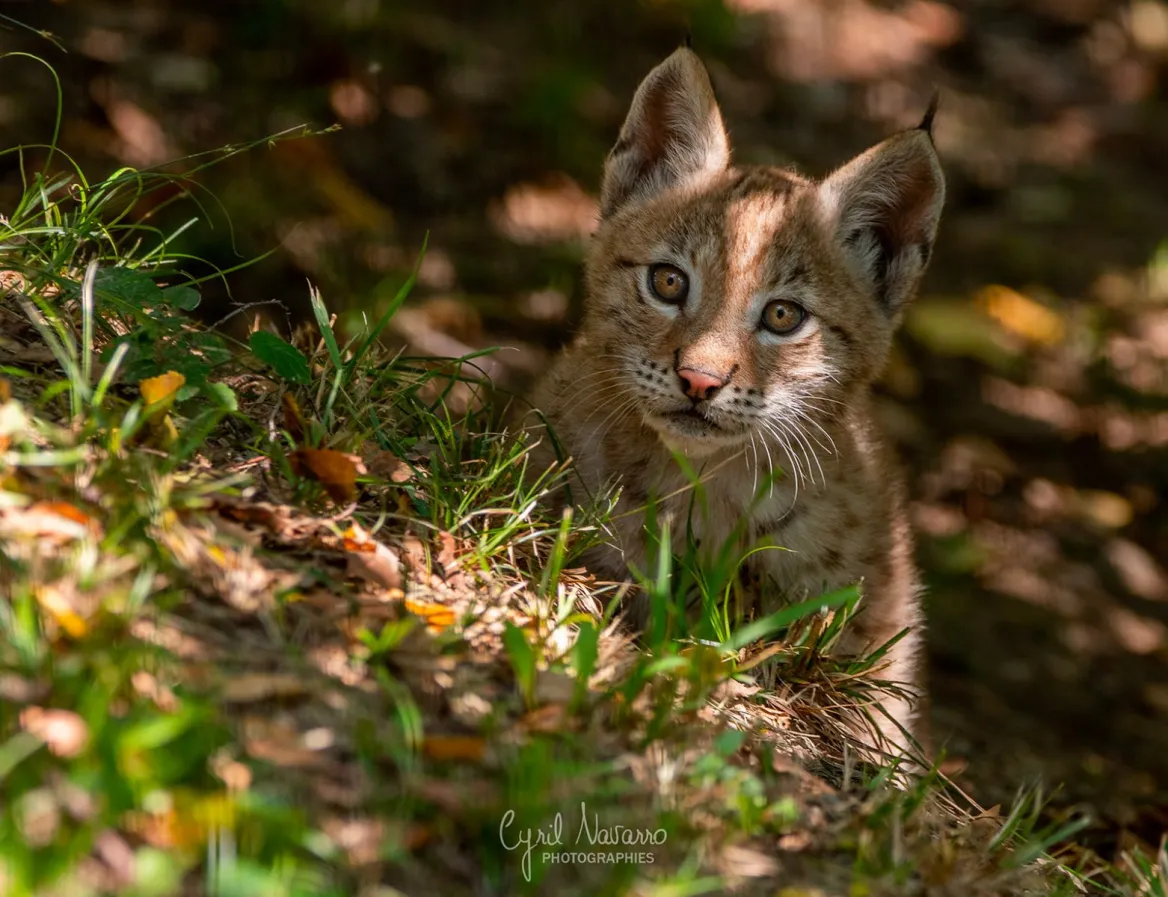 Parc Animalier des Pyrénées