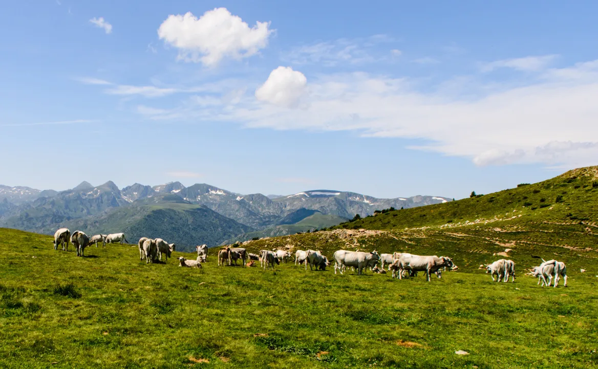 Las montañas de Olmes