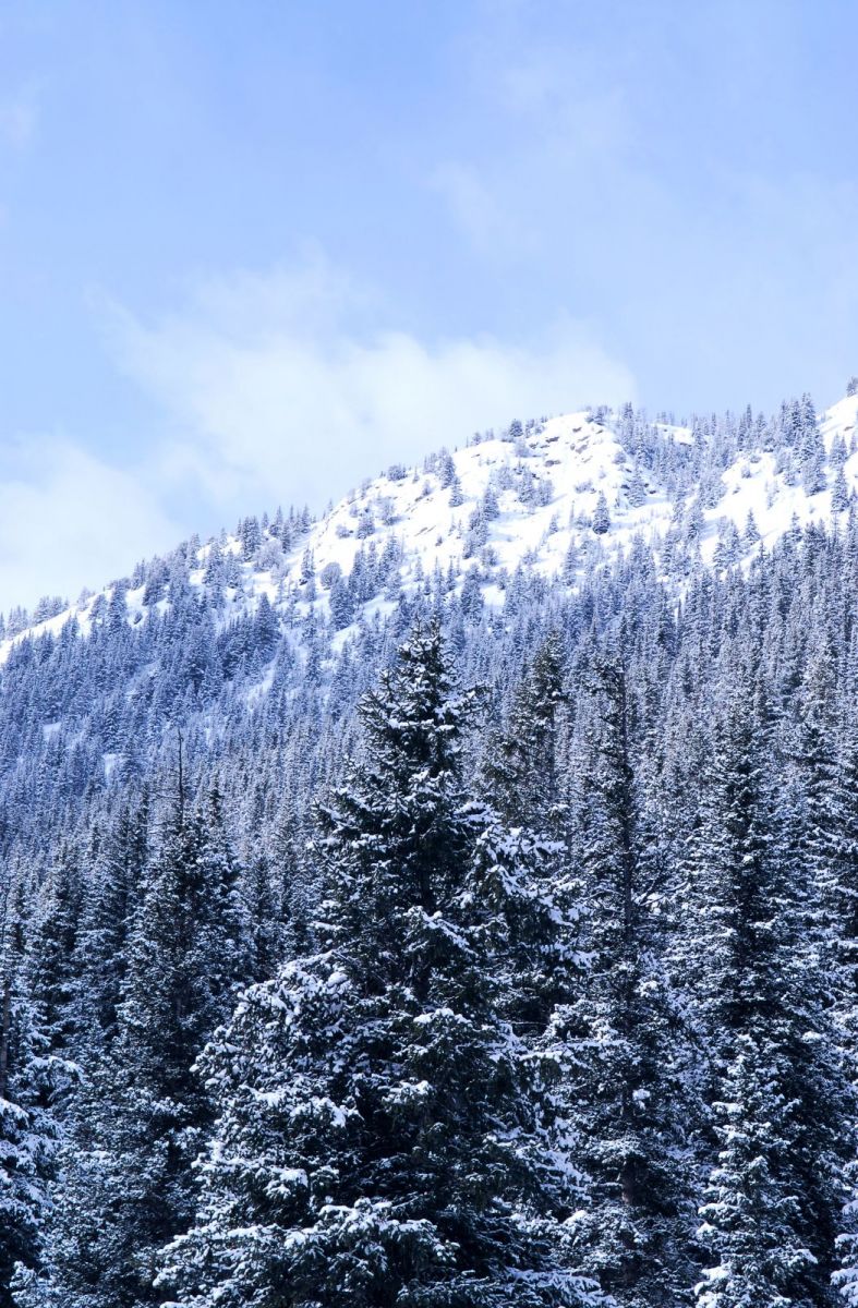 sapins enneigés en ariège