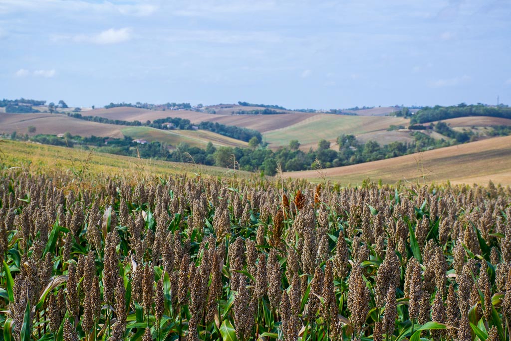 Paysages du Lauragais