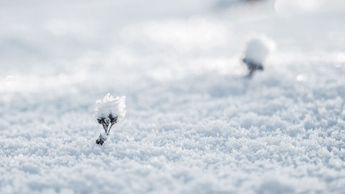andrea-windolph--nieve despejada