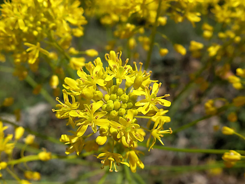 Fleurs de Pastel