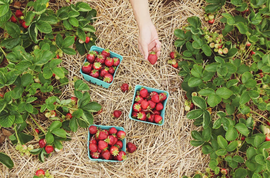 Recogiendo fresas cerca de Toulouse