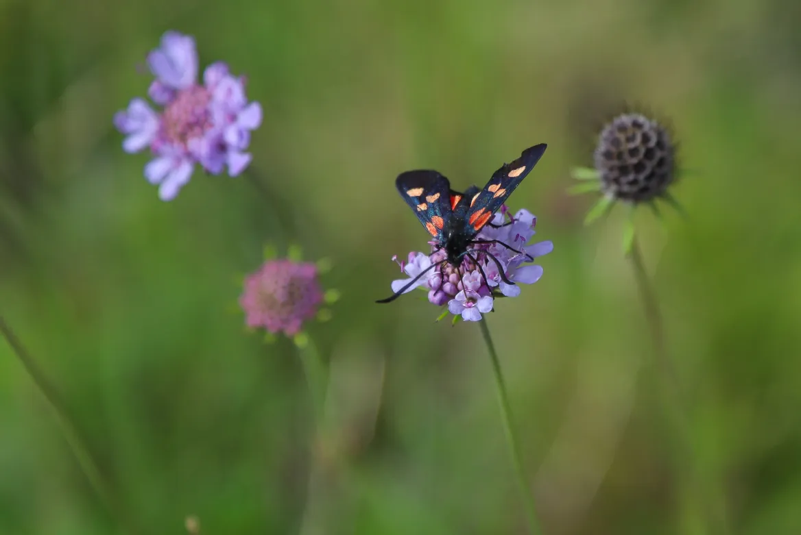 Cascades Biodiversity Farm