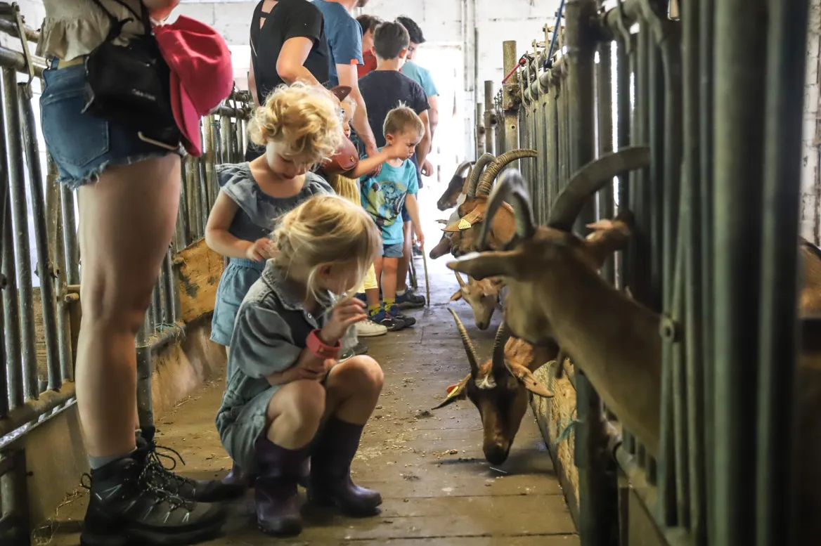 Milking goats in front of the public