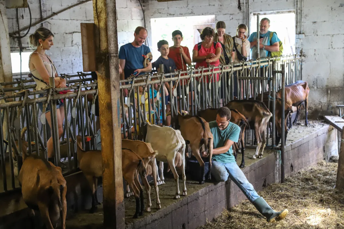 Milking goats in front of the public