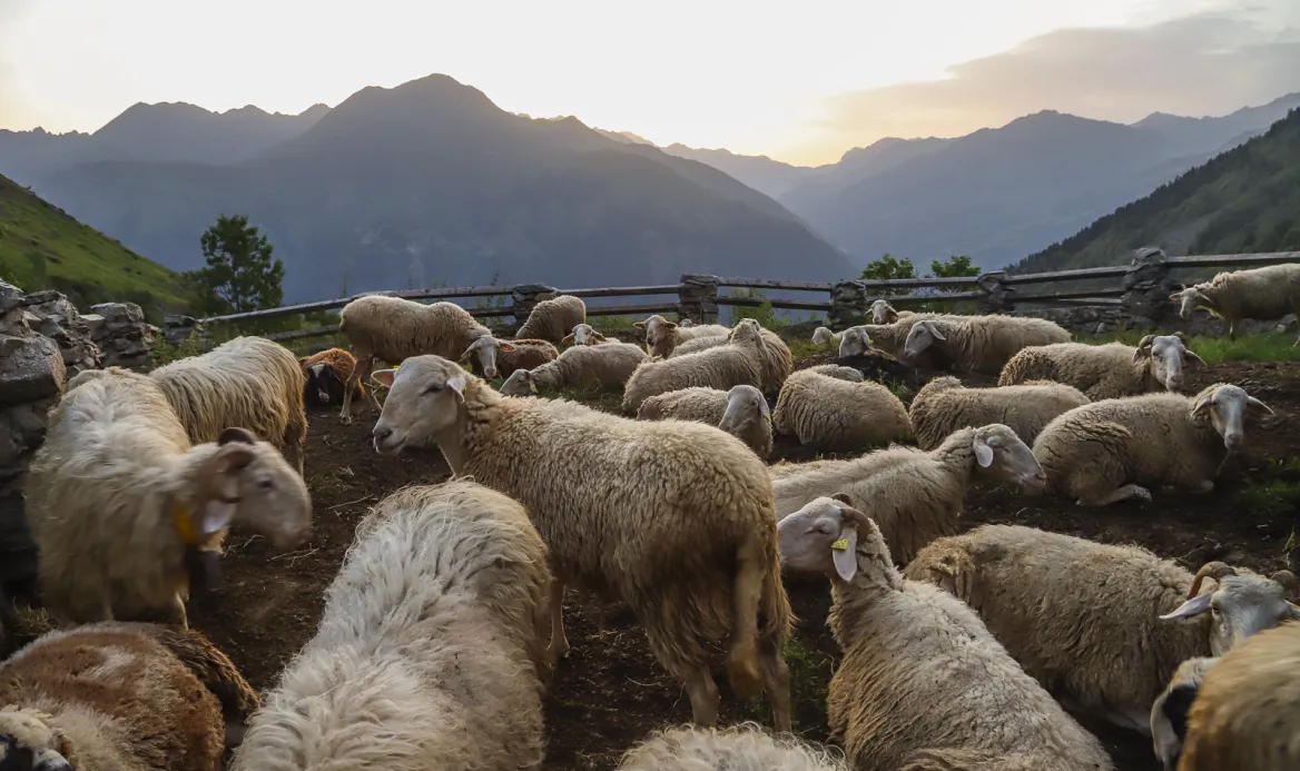Cascades Sheep Farm
