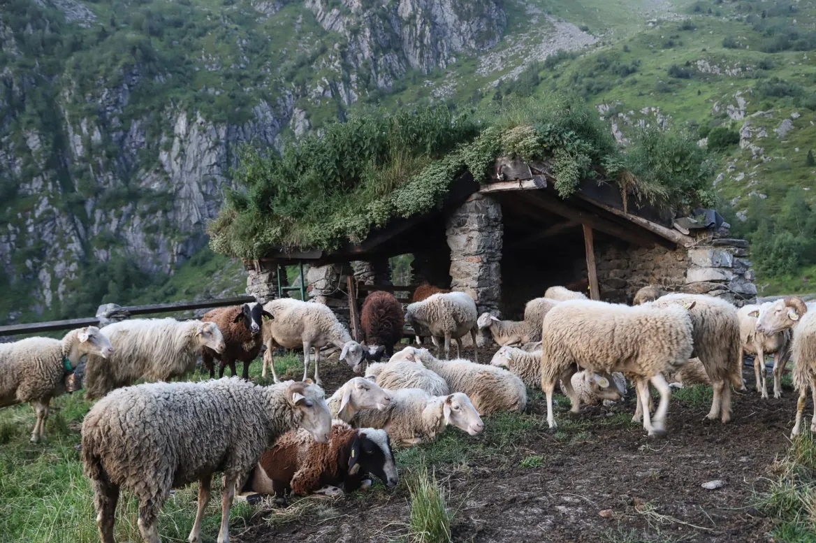 Cascades Sheep Farm