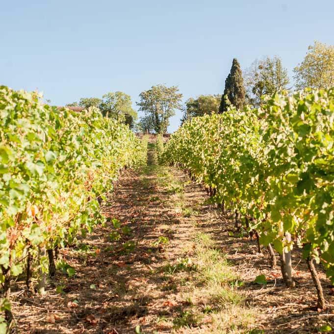 Domain of Lastronques - An Ariege vineyard in Lézat sur Lèze