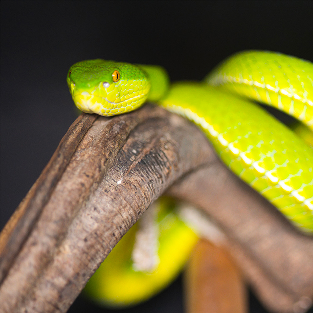 La Ferme des Reptiles au cœur de l'Ariège - À la découverte du monde fascinant des reptiles en Ariège