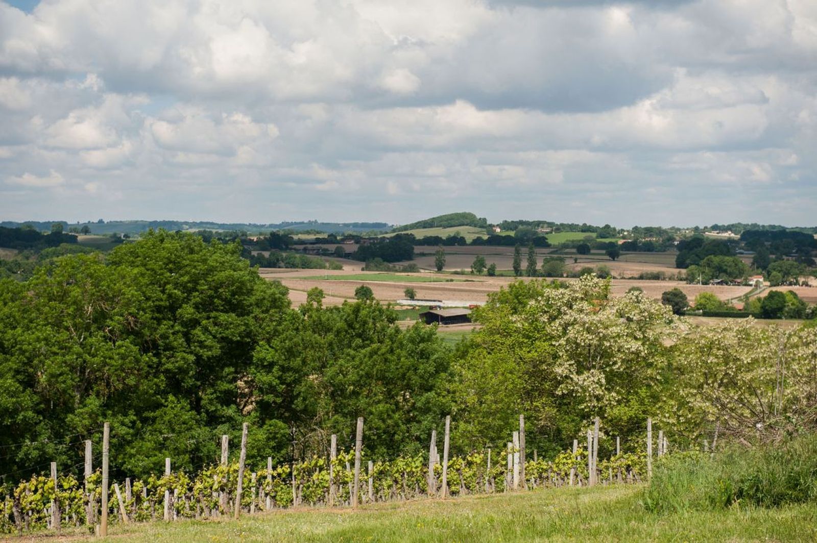 vinyard madiran