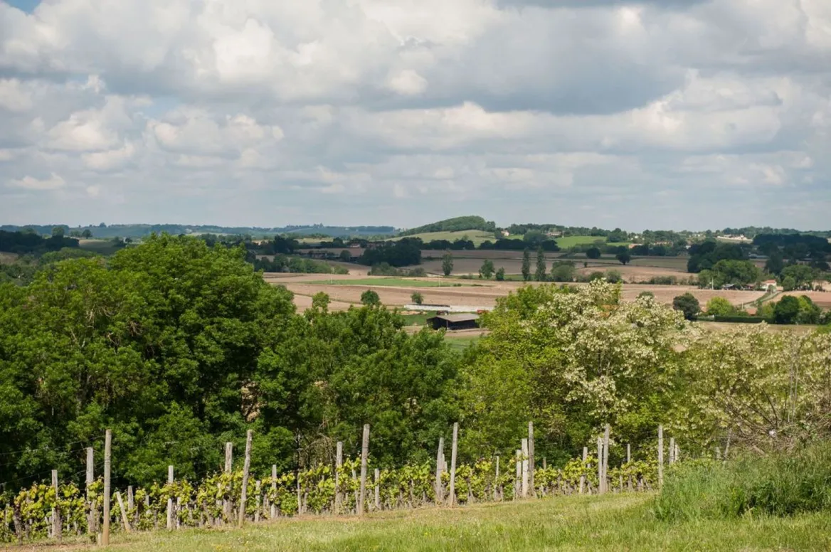 vinyard madiran