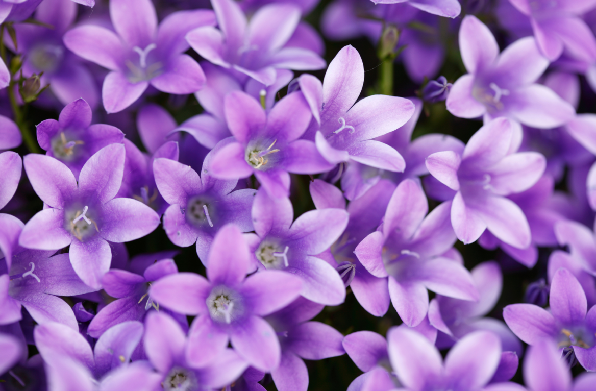 violet